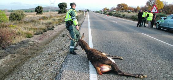 Condenan a la Junta de Andalucía indemnizar con 87.642 euros a motorista accidentado con ciervo